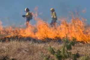 firefighters-at-grass-fire