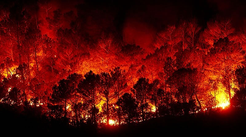 bushfire-survival